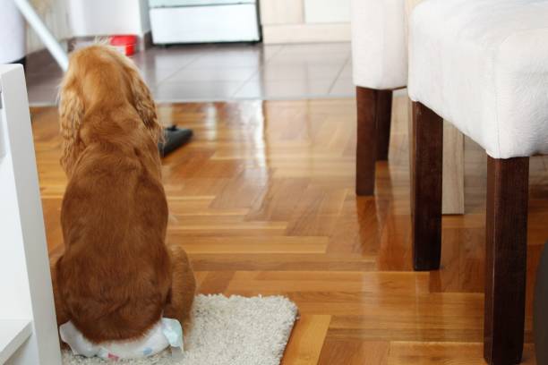 istock Dog is sitting and waiting. 932655236