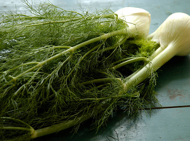 Fresh fennel stock photo