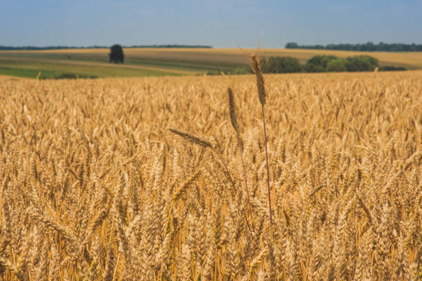 istock Golden wheat field with blue sky 932658040