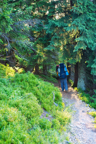 istock Travelers with big backpack are walking between the huge pines 932661608