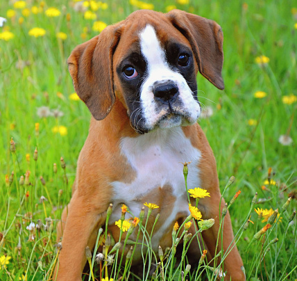Puppy dog sitting in grass.