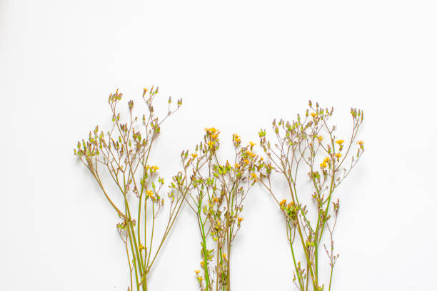 istock Wildflowers decoration isolated on white background 932670402