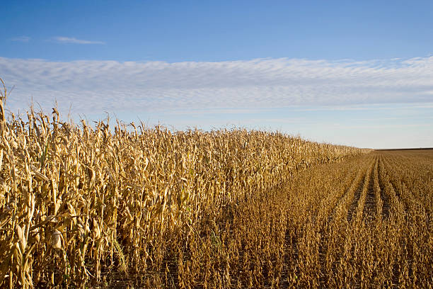 Midwest corn crop stock photo