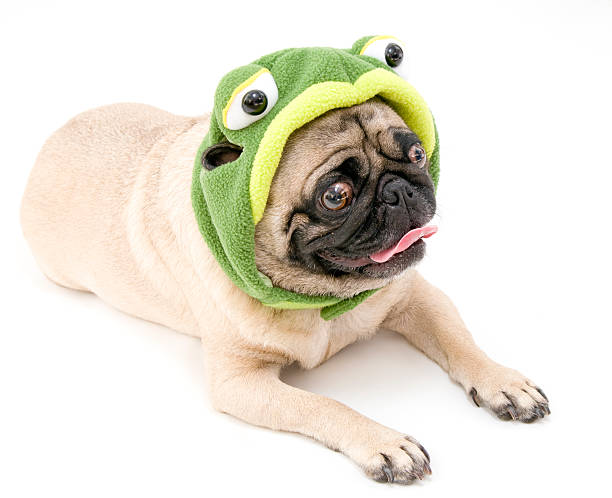 pug dressed up