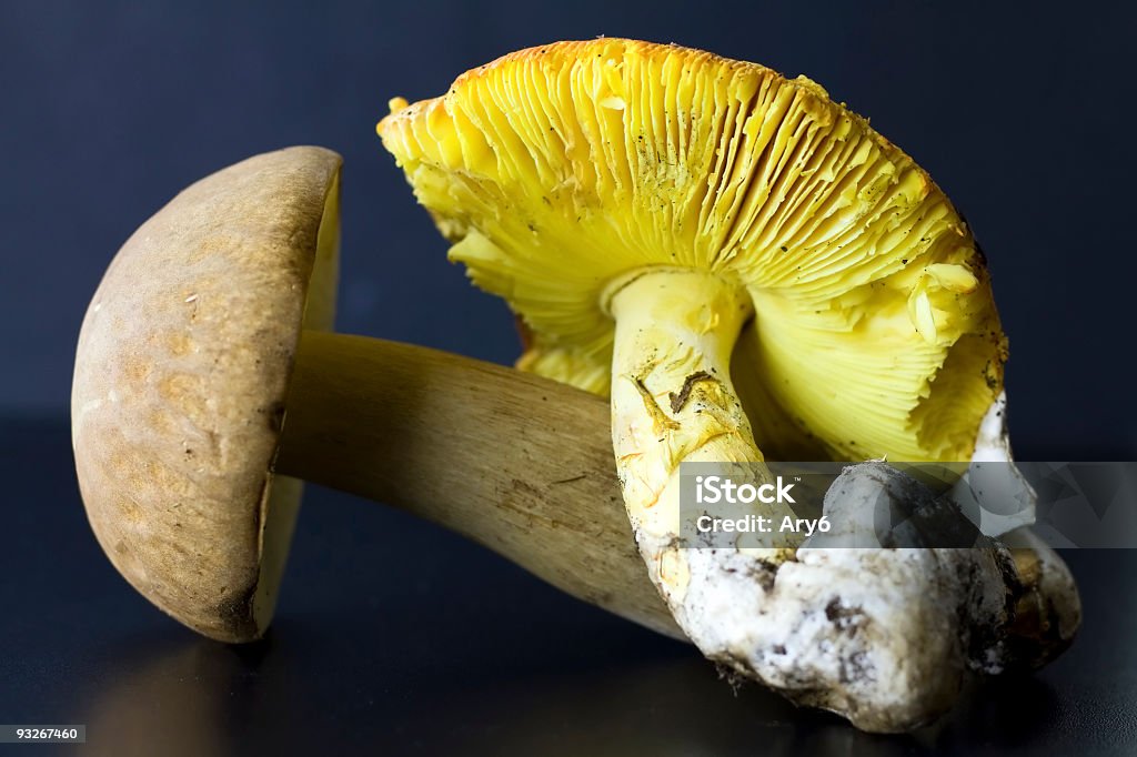 Fungo giallo - Foto stock royalty-free di Autunno