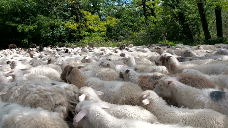 Close up Sea of Sheep Pouring Past the Camera. Many Sheep and Rams Go on the Road. The Sheep Seem to be Swimming Along the Road. Livestock Transplantation