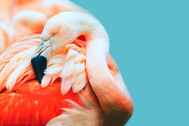 istock Pink Flamingo head in profile. Turquoise background. Place for text 932684144