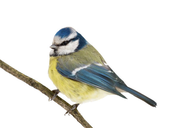 istock Eurasian blue tit isolated on white 932684254