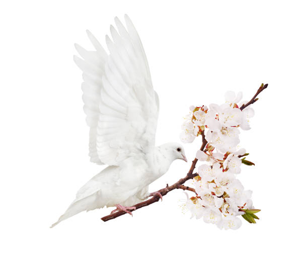 istock white flying dove with cherry tree branch in blooms 932684404
