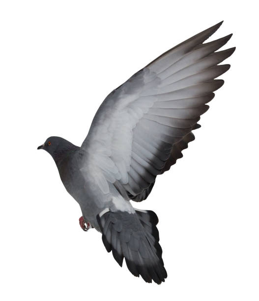 istock isolated on white dark gray flying dove 932684410