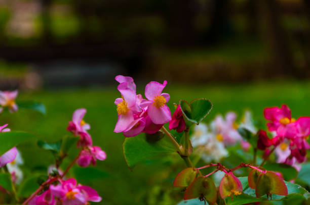 istock Pink flower in the garden 932684460