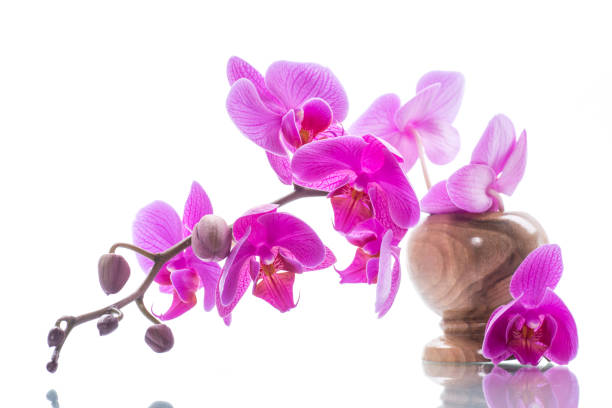 istock beautiful Phalaenopsis orchid flowers 932691378