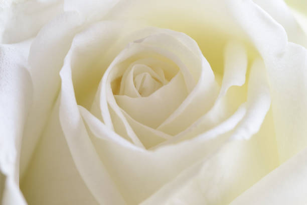 istock Beautiful sweet white roses in close up view macro concept to present rose texture and pattern for background. Luxury romantic gift on Valentine's. White rose is the symbol of true love and pure love. 932693274