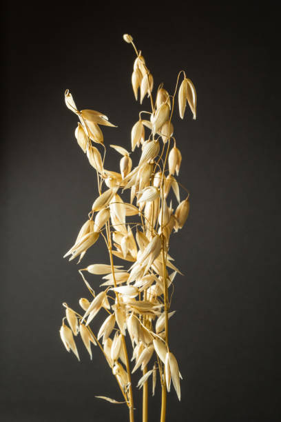 istock Oat ears of grain isolated on black background 932693616