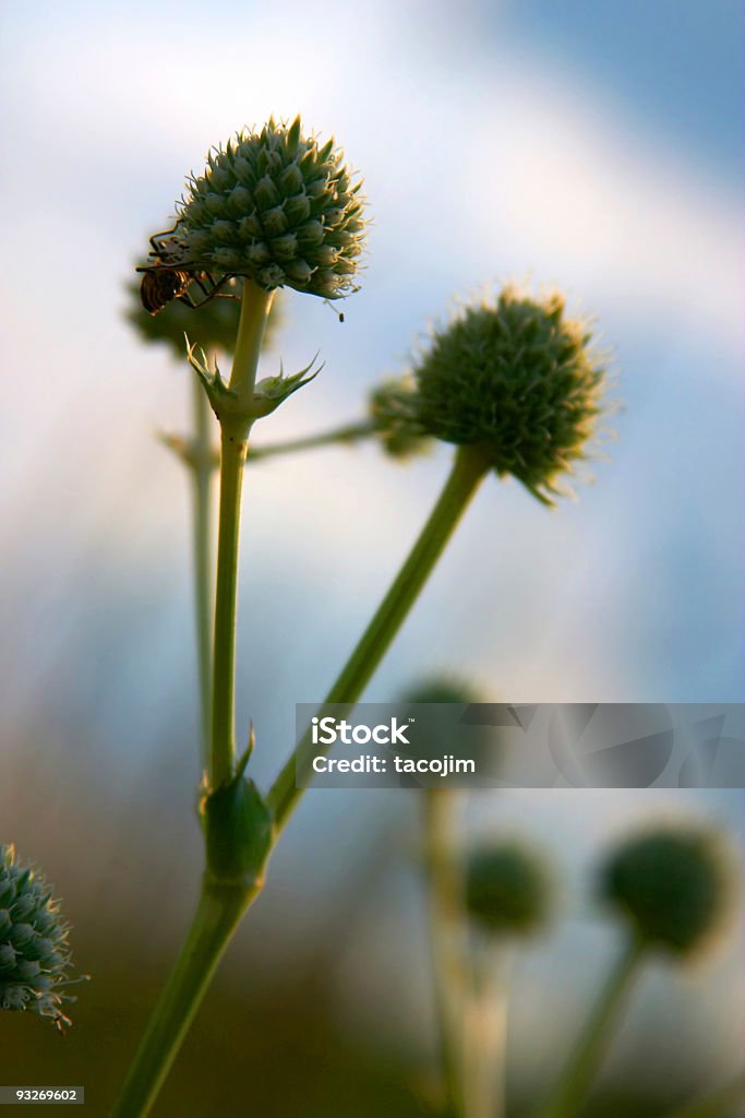 Retour à la Nature - Photo de Crotale - Vipère à fossettes faciales libre de droits