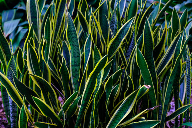 istock Trees and plants in the botanical garden. 932696248
