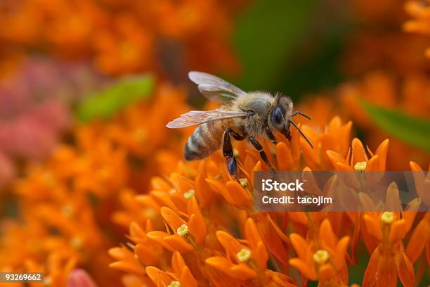 Abeja En Mariposa Asclepias Foto de stock y más banco de imágenes de Especie nativa - Especie nativa, Pradera, Asclepias