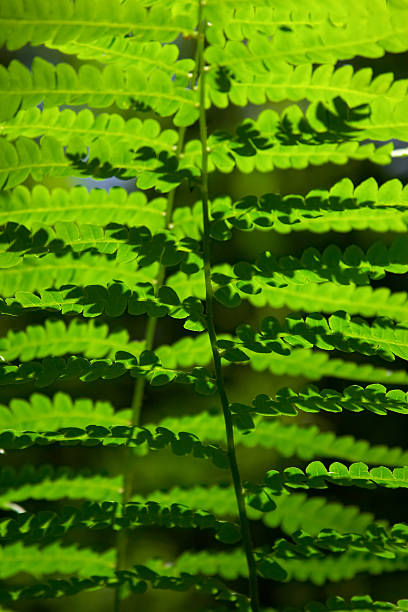 Photo of Abstract Ferns