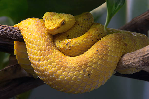 코일 뱀 (독사류 - eyelash viper 뉴스 사진 이미지