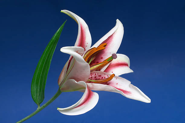 rosa & blanco lilly sobre azul - lily pink stargazer lily flower fotografías e imágenes de stock