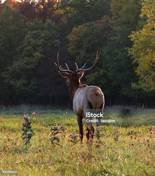 Elk En Otoño Foto de stock y más banco de imágenes de Aire libre - Aire libre, Animal, Animal macho