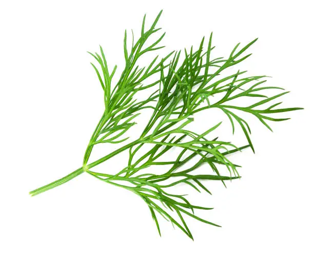 Green fresh dill on white background, macro shotGreen fresh dill on white background, macro shot