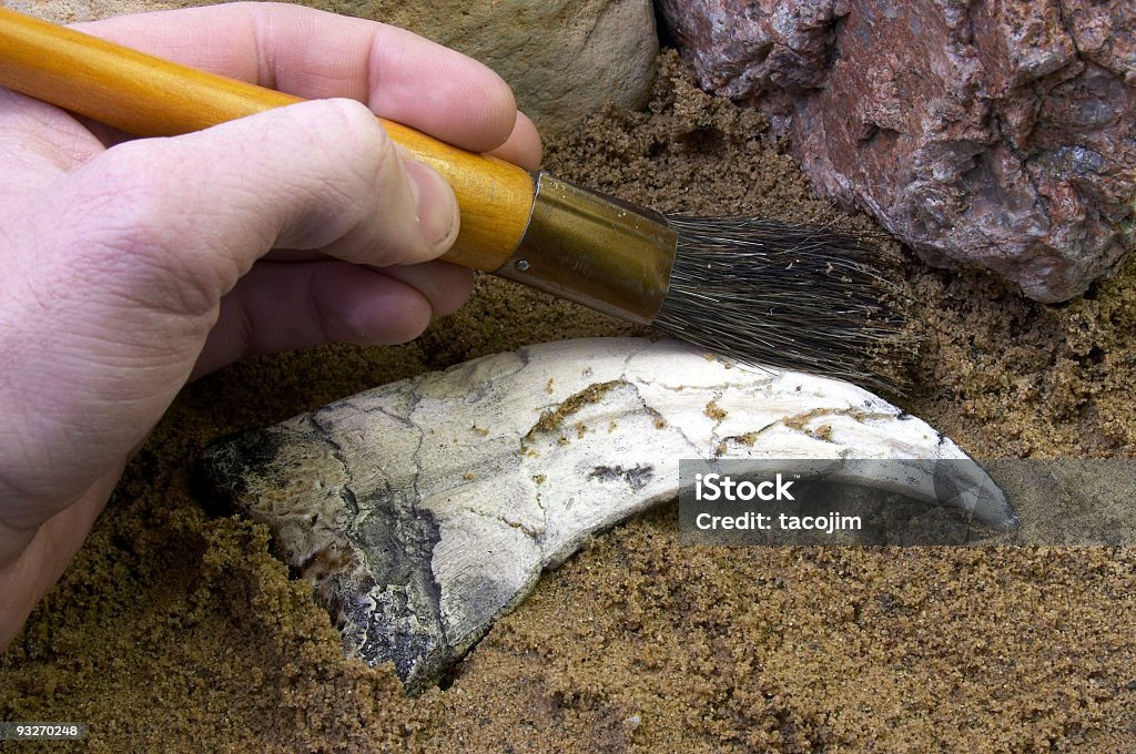 Chasse aux fossiles - Photo de Dinosaure libre de droits