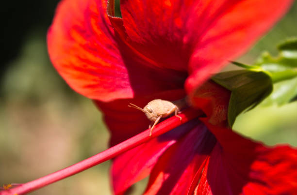red blooming hibiscus flower with cute bug climbing on pistil, macro close up
