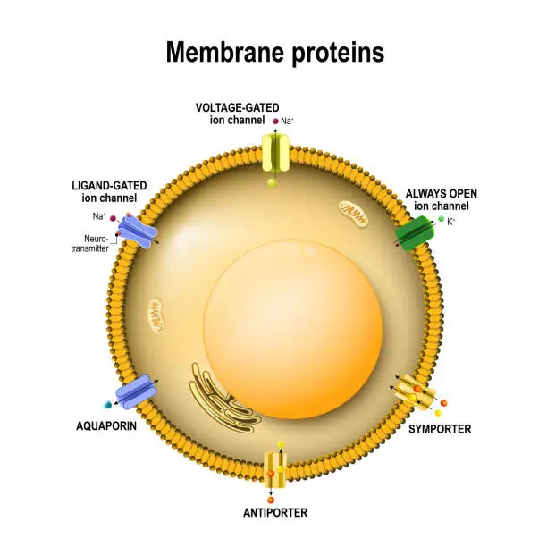 Vector illustration of Cell membrane with ion channels