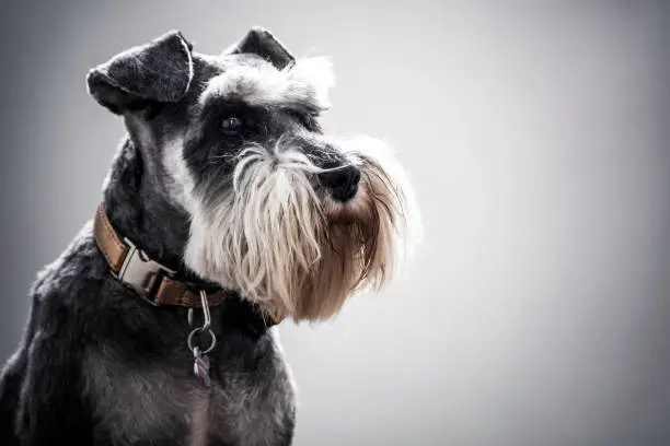 Characterful freshly groomed miniature Schnauzer dog shot on plain background