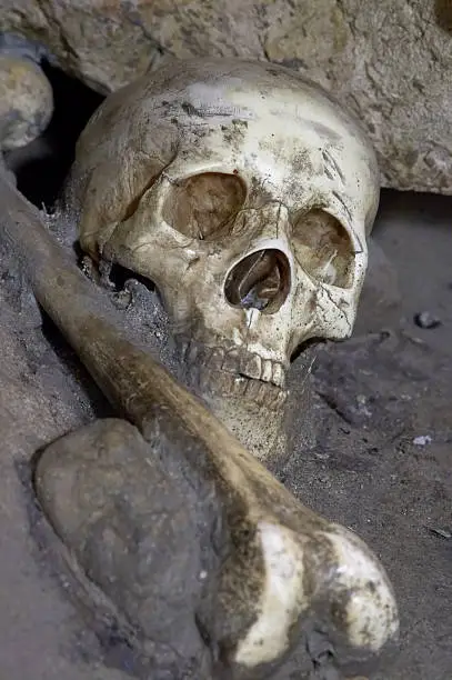 Photo of Bone Remains