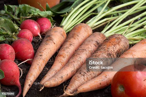 Foto de Cenouras Rabanete e mais fotos de stock de Alimentação Saudável - Alimentação Saudável, Cavar, Cenoura