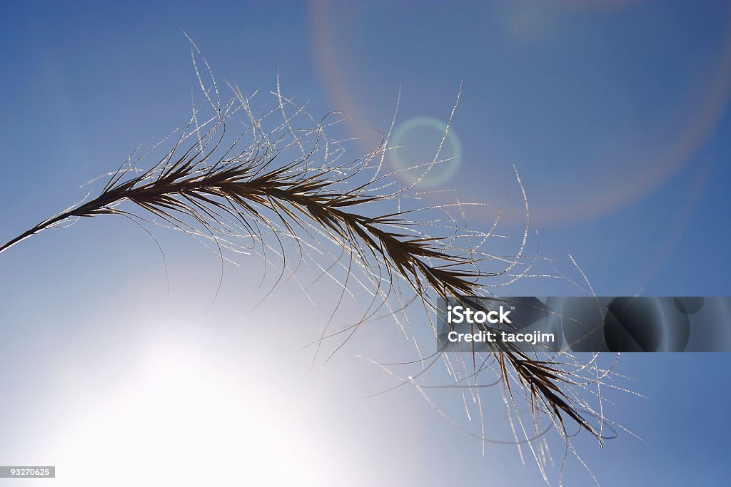 Sunburst & Lens Flare  Above Stock Photo