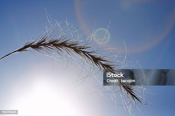Sunburst Lens Flare Stock Photo - Download Image Now - Above, Agricultural Field, Agriculture