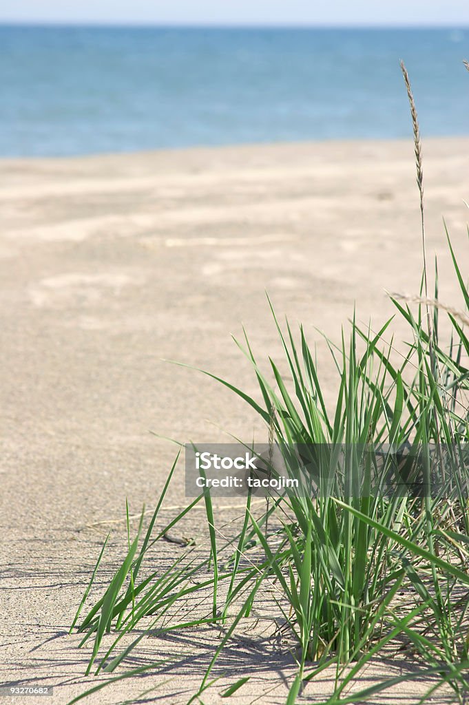 Herbe de plage - Photo de Illinois libre de droits