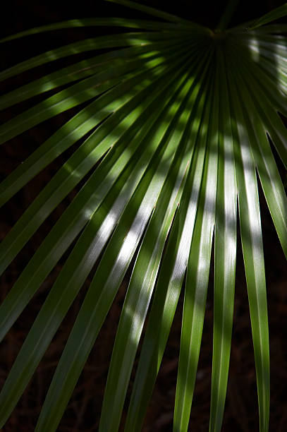 noir palmeto - illuminated vertical shadow focus on shadow imagens e fotografias de stock