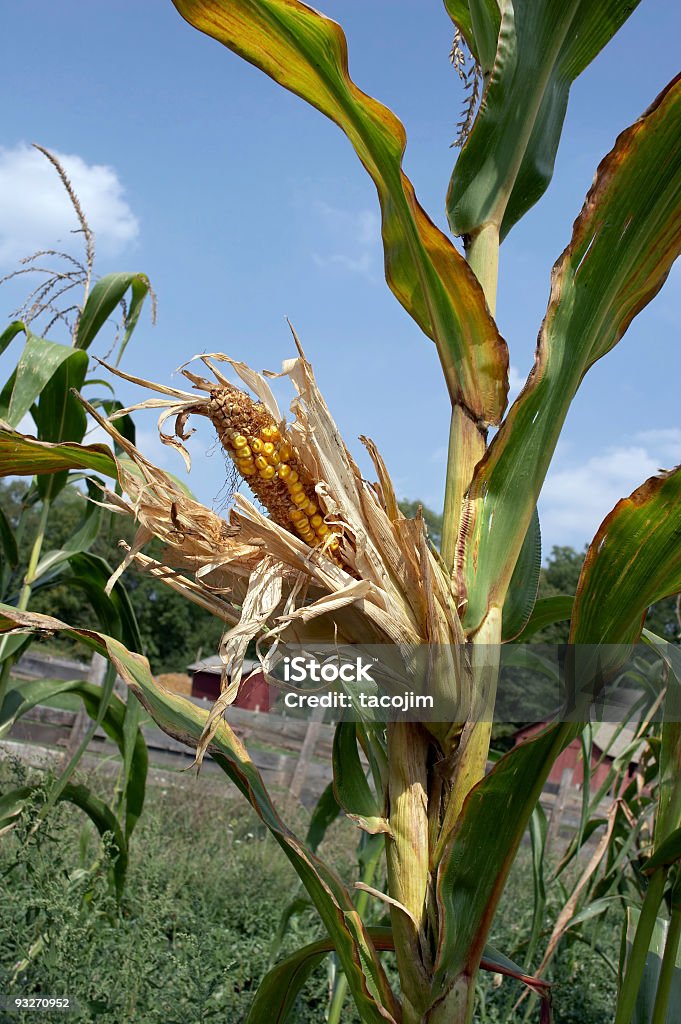 Espiga de Milho - Royalty-free Agricultura Foto de stock