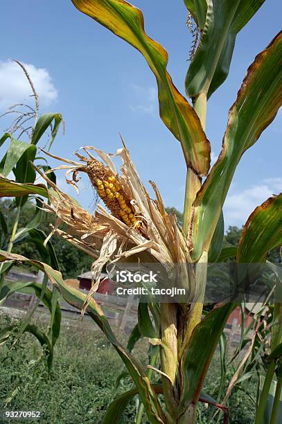 Espiga De Milho - Fotografias de stock e mais imagens de Agricultura - Agricultura, Apanha, Botânica - Ciência de plantas