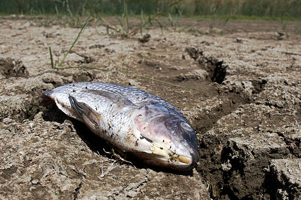 Dead Fish  lake bed stock pictures, royalty-free photos & images