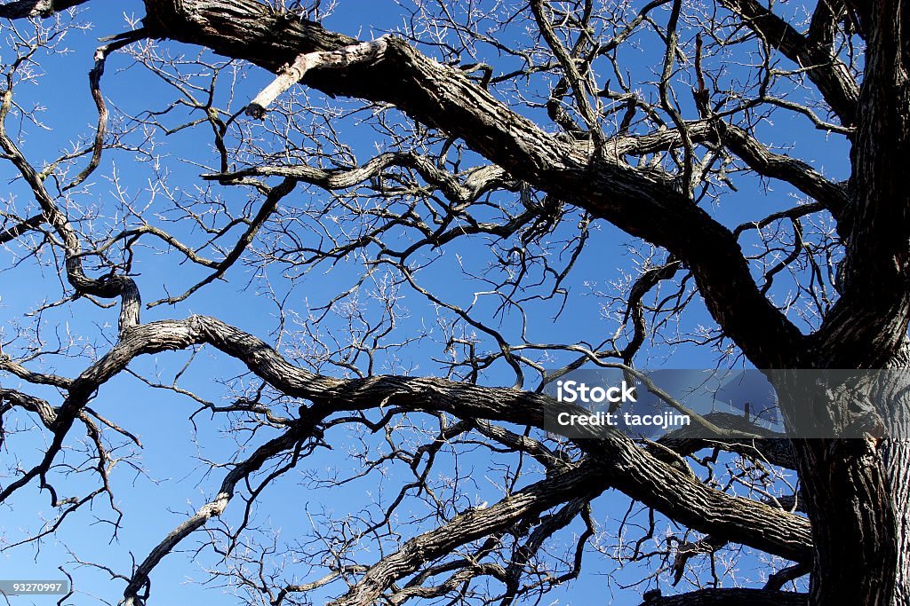 Aride Burr Oak - Photo de Arbre libre de droits