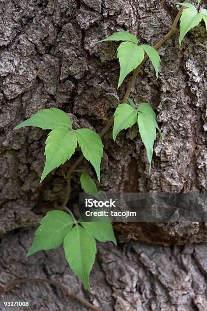 나무껍질 Vines 고대비에 대한 스톡 사진 및 기타 이미지 - 고대비, 나무, 나무 껍질