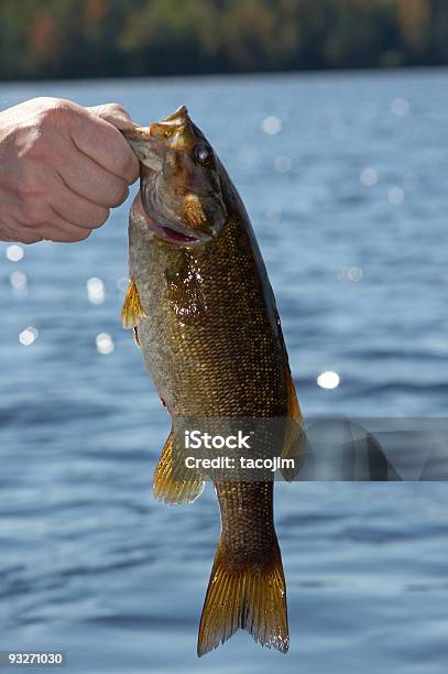 Bas - zdjęcia stockowe i więcej obrazów Smallmouth Bass - Smallmouth Bass, Część, Dorosły