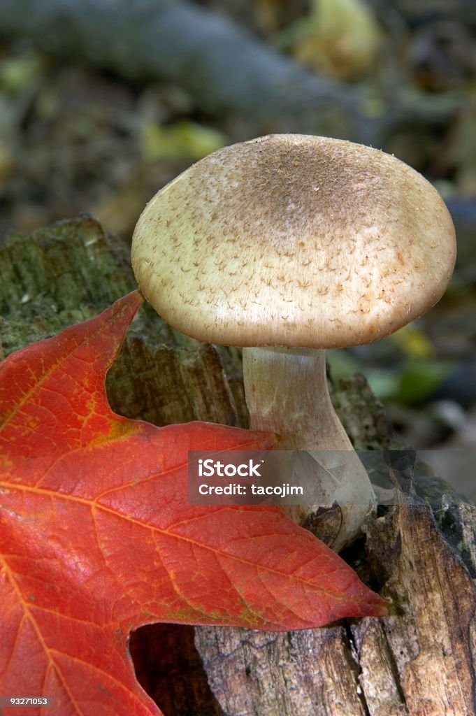 Feuille d'automne & Champignon - Photo de Arbre libre de droits