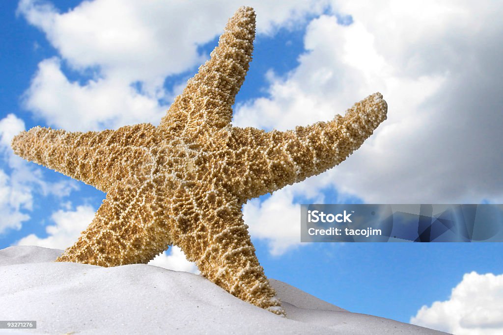 Starfishy - Foto stock royalty-free di Ambientazione esterna