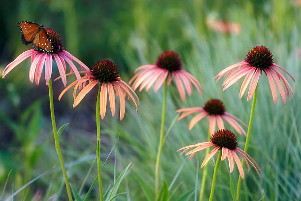 Butterfly & Coneflowers  prairie stock pictures, royalty-free photos & images