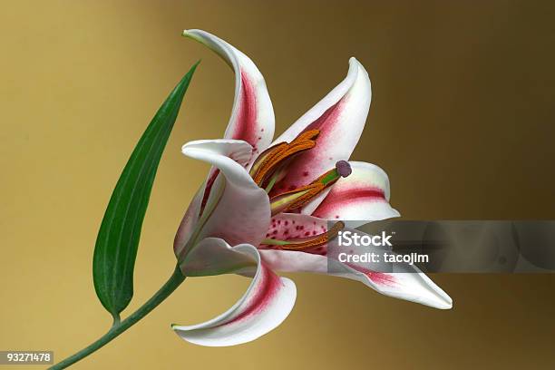 Photo libre de droit de Star Gazer Lilly Sur Gold banque d'images et plus d'images libres de droit de Beauté - Beauté, Beauté de la nature, Blanc