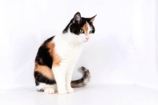 istock beautiful tricolored cat portrait 932715984