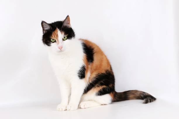 istock beautiful tricolored cat portrait 932716730