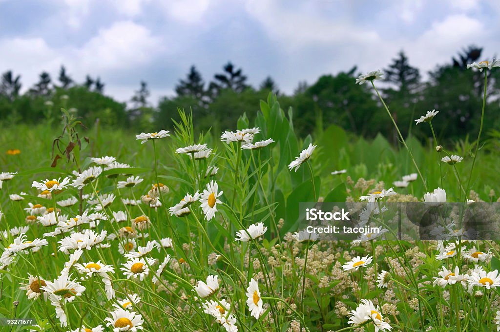 Campo di margherite - Foto stock royalty-free di Specie autoctona