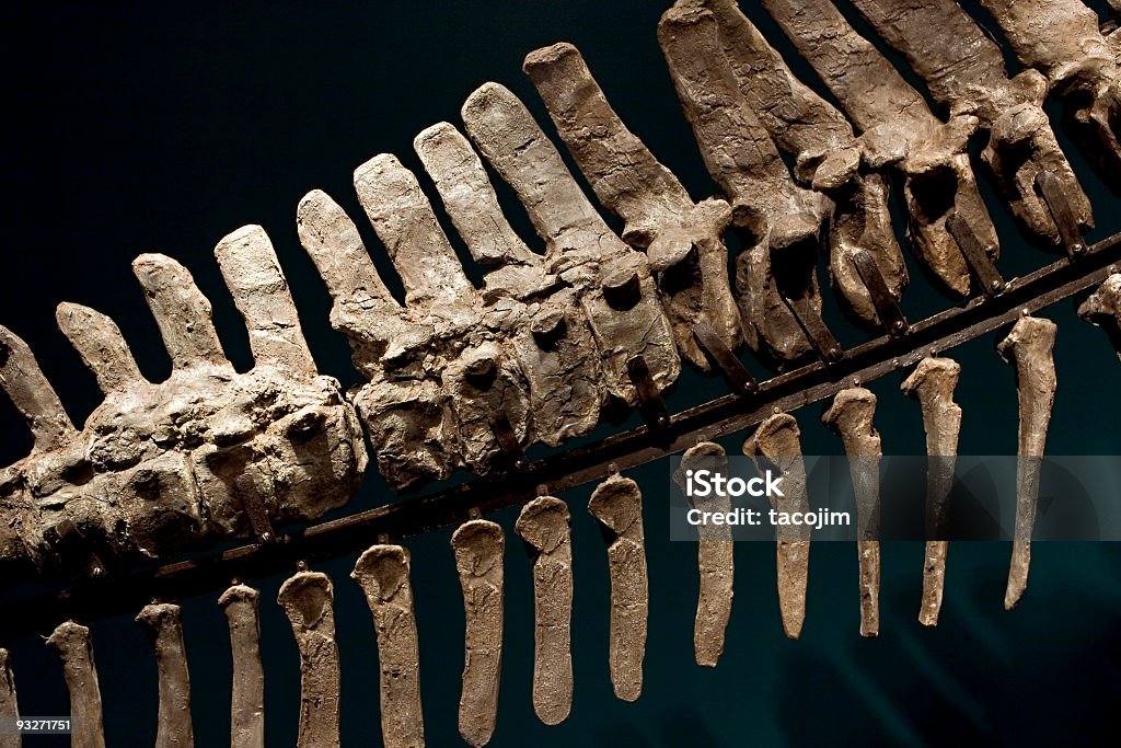 디노 뼈 - 로열티 프리 공룡 스톡 사진